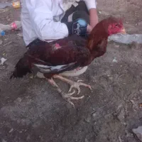 مثمثننیتبتب