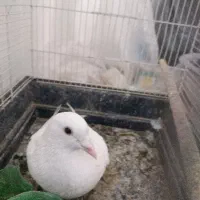 کبوتر کفتر|پرنده|شاهین‌شهر, شهرک گلدیس|دیوار