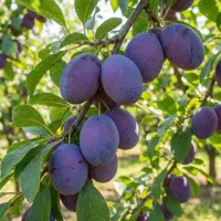 پیشفروش نهال آلو آنجلا
