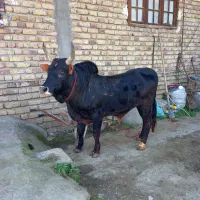 گاوورزا چالوسی دوچم یقه دست پا بلند۱۷۰تای