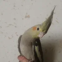 جوجه عروس هلندی