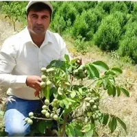 تولید کننده انواع نهال های مثمر ثمر
