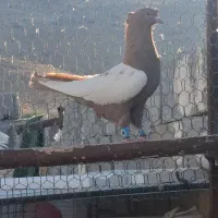 تعدادی بهبهانی