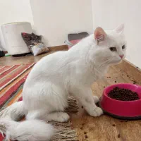 فروش گربه پرشین بریتیش با شناسنانه و واکسن زده