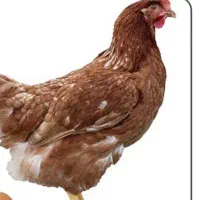 فروش چند عدد مرغ جوون تازه دمه تخم