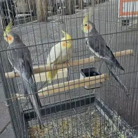 عروس هلندی مولد