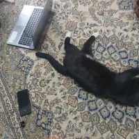 واگذاری گربه رایگان شدیدا نیازمند حمایت