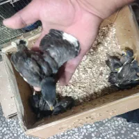 جوجه مینا افقان درجه یک تخم اول