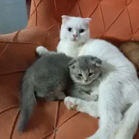 اسکاتیش