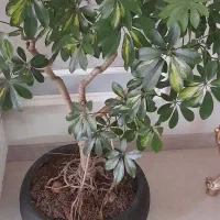 گل بونسای شفلرا