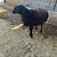 قوچ افغانی دورگ‌|حیوانات مزرعه|شیراز, اکبر آباد|دیوار