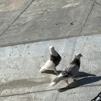 چند عدد کبوتر|پرنده|لردگان, |دیوار