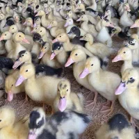 جوجه اردک یک ماهه  واکسن خورده