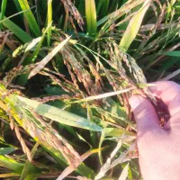 فروش شلتوک عقیلی