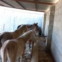 اسب فروشی زیر قیمت تعداد ۱۰ راس