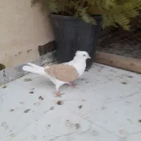 کفتر