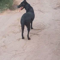 سگ مالینیوز ماده