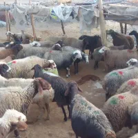 ۶۰عددمیش گوسفندآبستن