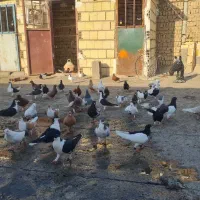 کفتر رنگی