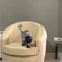 پارچه ترمه و اسکوبار