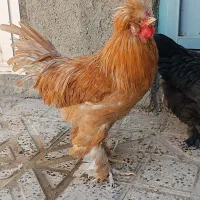 مرغ و خروس سلطان اصیل ، دان بوقلمون و جوجه و..|حیوانات مزرعه|کرمانشاه, |دیوار