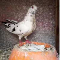 پرنده|حراج|ایذه, |دیوار