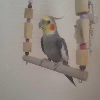 عروس هلندی نربالغ