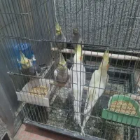 عروس هلندی وقفس