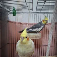 پرنده