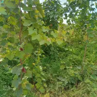 سازه گلخانه|ماشینآلات صنعتی|آشخانه, |دیوار