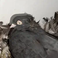 کبوتر سیاه چشم نوک|پرنده|شهرضا, |دیوار