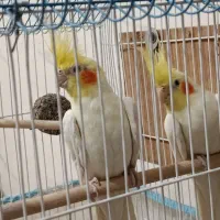 عروس هلندی|پرنده|شاهینشهر, نسیم ۵|دیوار