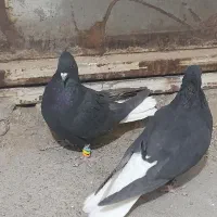 کفتر|پرنده|سبزوار, جنت|دیوار