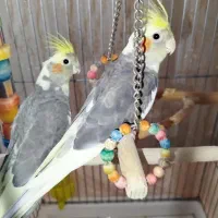 دو عدد عروس هلندی سخنگو