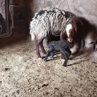 فروش میش و بره دوقلو هترو