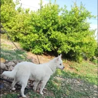 سگ هاشپیتز روباهی