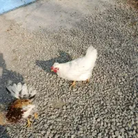 مرغ تخمگذار