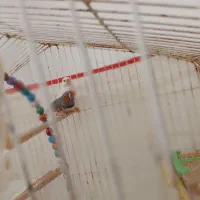 فنچ و عروس هلندی|پرنده|بجنورد, |دیوار