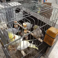 عروس هلندی بالغ|پرنده|گنبد کاووس, |دیوار