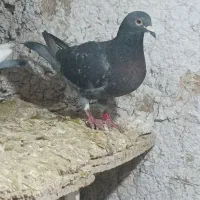 کبوتر پلاکی ثبتی