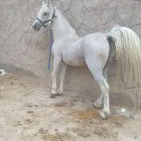 اسب سفید