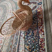 مرغابی حصیری خوشگل سالم
