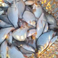 سفید کپور قزل غذا ماهی اسپلش