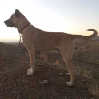 واگذاری سگ نگهبان