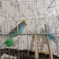 مرغ عشق