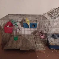 مرغ عشق جفتی ۳۰۰ شیش تخمه