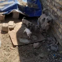 فروشی شیتزو ۳ عدد توله دوماهه