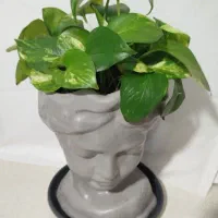 تعدادی گل|گل و گیاه طبیعی|زنجان, |دیوار