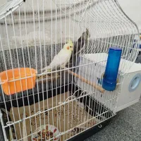 عروس هلندی نر و ماده جفت دوساله