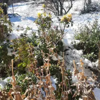 اجاره خونه ویلائی